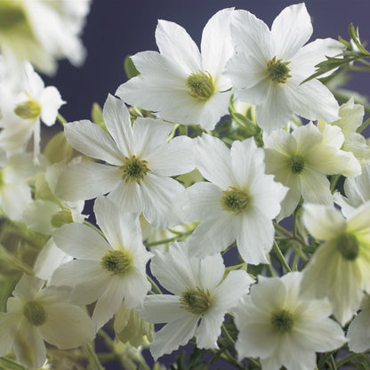 Groenblijvende Clematis (Clematis 'Early Sensation')
