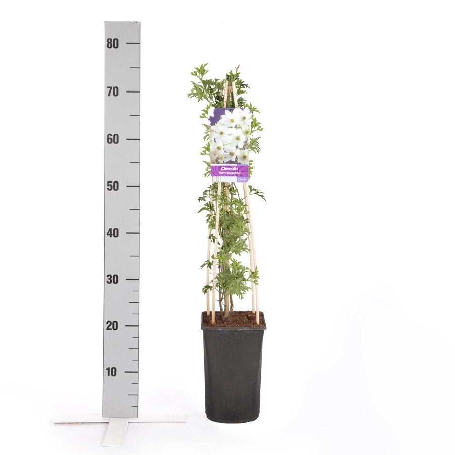  Groenblijvende Clematis (Clematis 'Early Sensation')