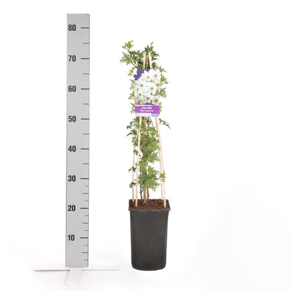  Groenblijvende Clematis (Clematis 'Early Sensation')