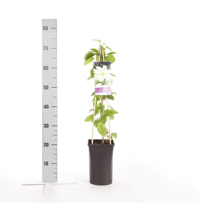  Bosrank (Clematis 'Guernsey Cream')