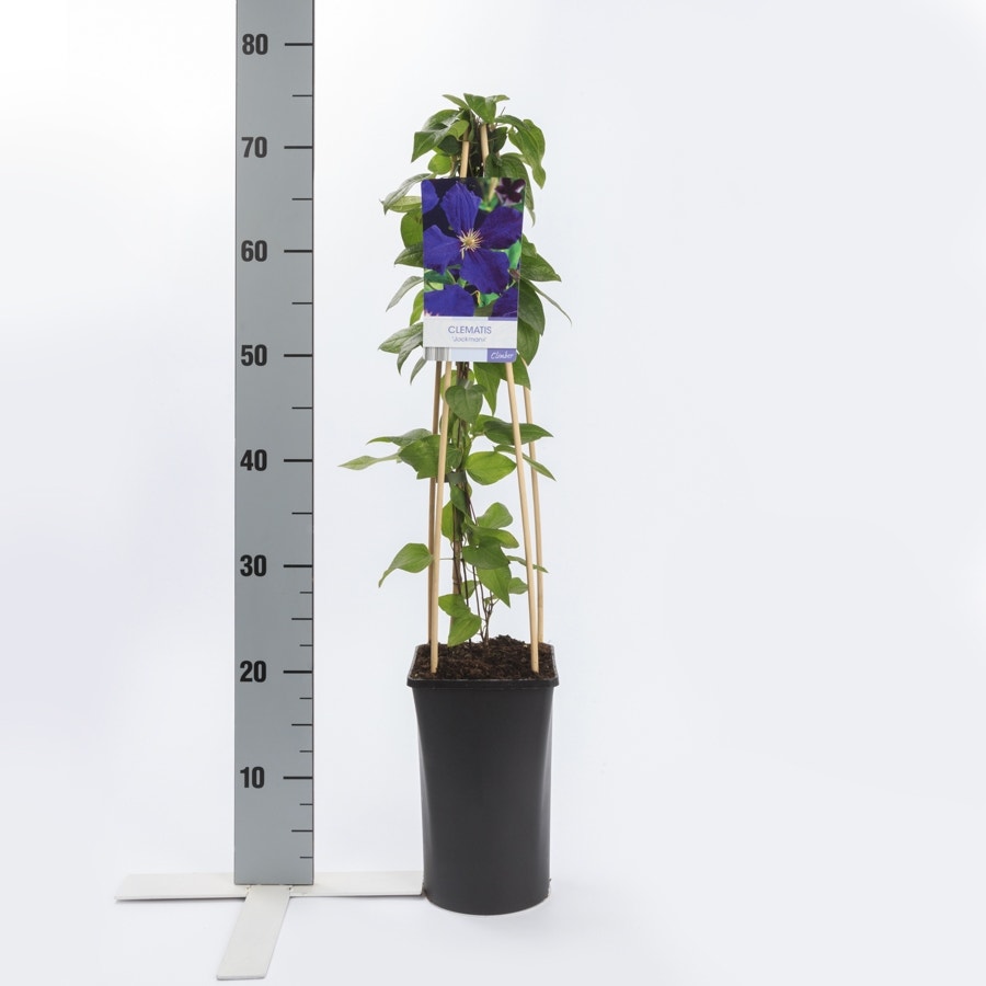  Bosrank (Clematis 'Jackmanii')