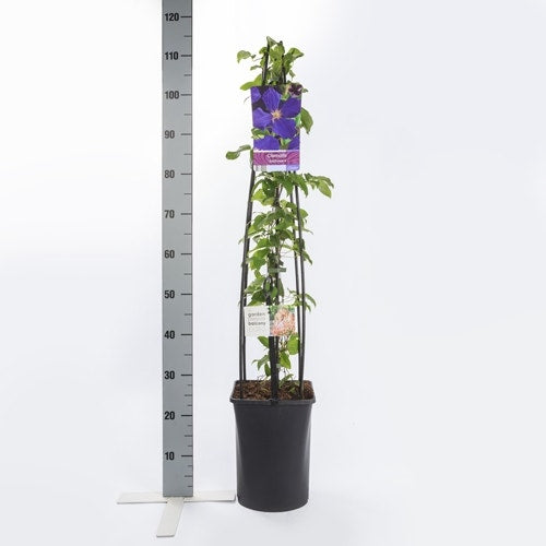  Bosrank (Clematis 'Jackmanii')