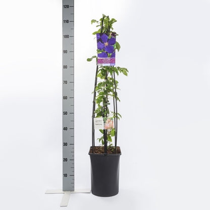 Bosrank (Clematis 'Jackmanii')
