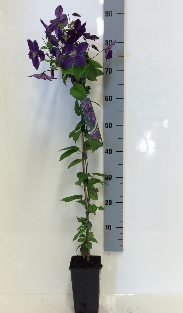  Bosrank (Clematis 'Jackmanii')