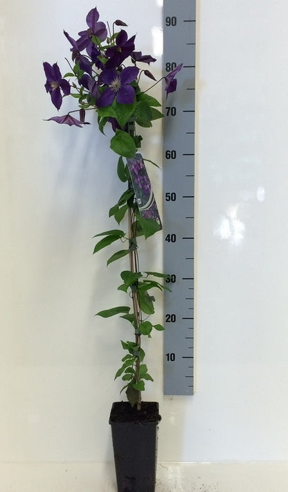  Bosrank (Clematis 'Jackmanii')
