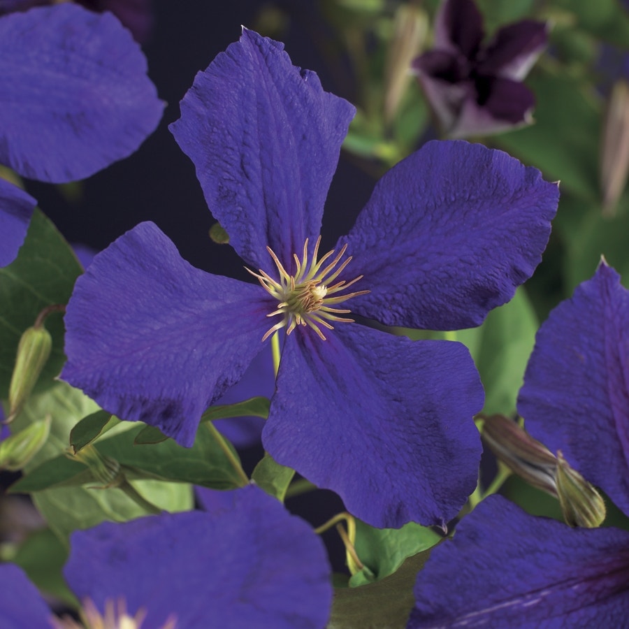  Bosrank (Clematis 'Jackmanii')