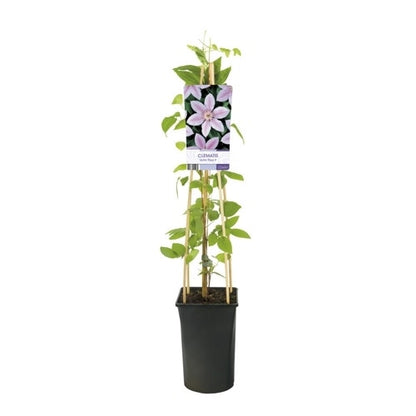  Bosrank (Clematis 'John Paul II')