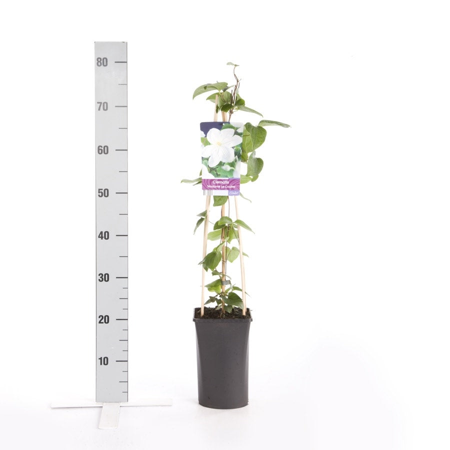 Bosrank (Clematis 'Madame Le Coultre')