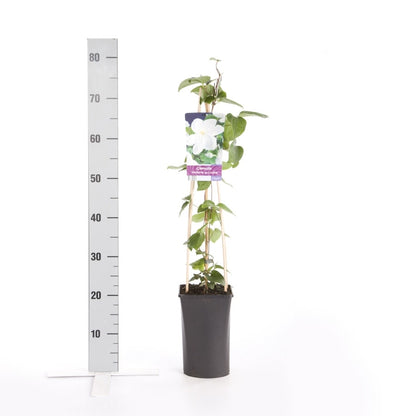  Bosrank (Clematis 'Madame Le Coultre')
