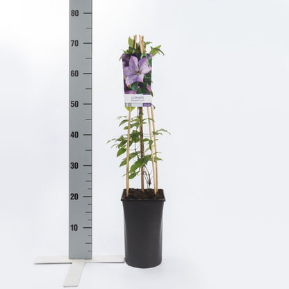  Bosrank (Clematis 'Margaret Hunt')