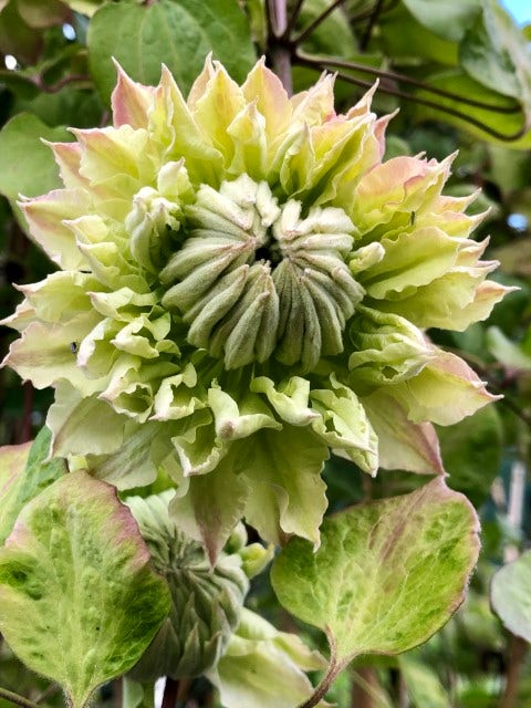  Bosrank (Clematis 'Midori')