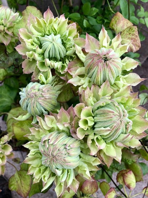  Bosrank (Clematis 'Midori')