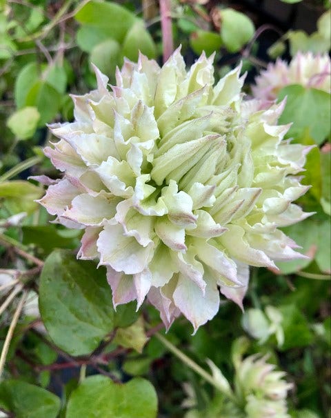  Bosrank (Clematis 'Midori')