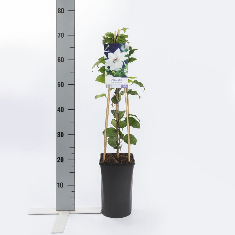  Bosrank (Clematis 'Miss Bateman')