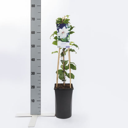  Bosrank (Clematis 'Miss Bateman')