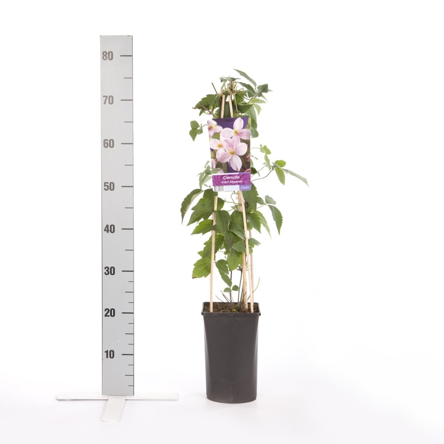  Bosrank (Clematis Montana 'Mayleen')