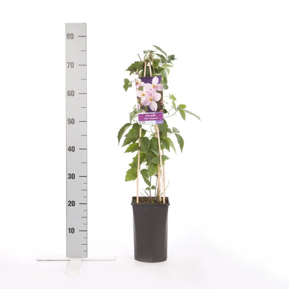  Bosrank (Clematis Montana 'Mayleen')