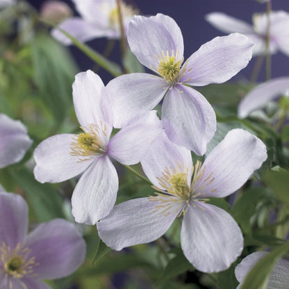  Bosrank (Clematis Montana 'Pink Perfection')