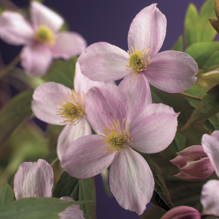  Bosrank (Clematis Montana 'Mayleen')
