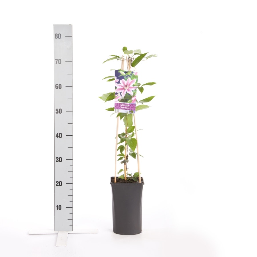  Bosrank (Clematis 'Nelly Moser')