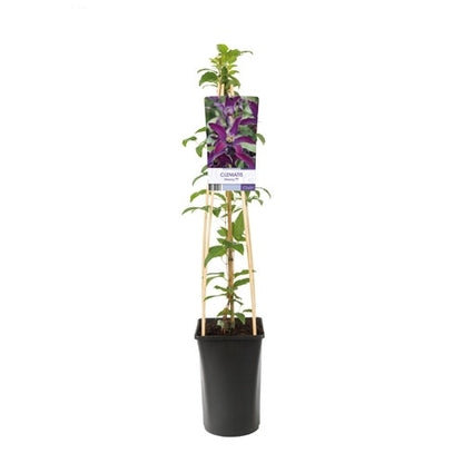  Bosrank (Clematis 'Noora')