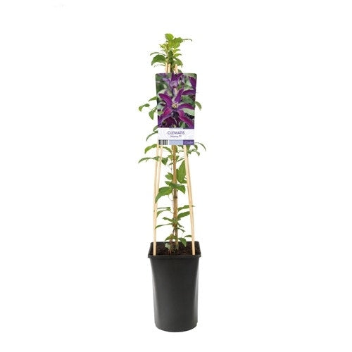  Bosrank (Clematis 'Noora')