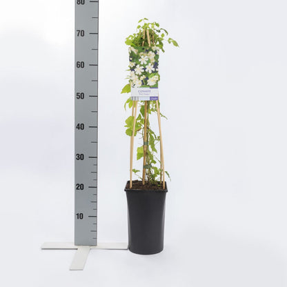  Bosrank (Clematis 'Paul Farges')