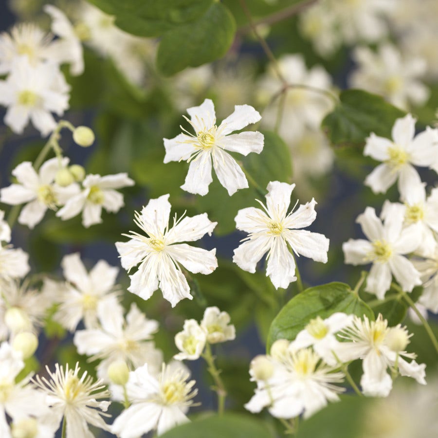  Bosrank (Clematis 'Paul Farges')