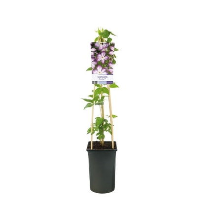  Bosrank (Clematis ‘Pernille’)