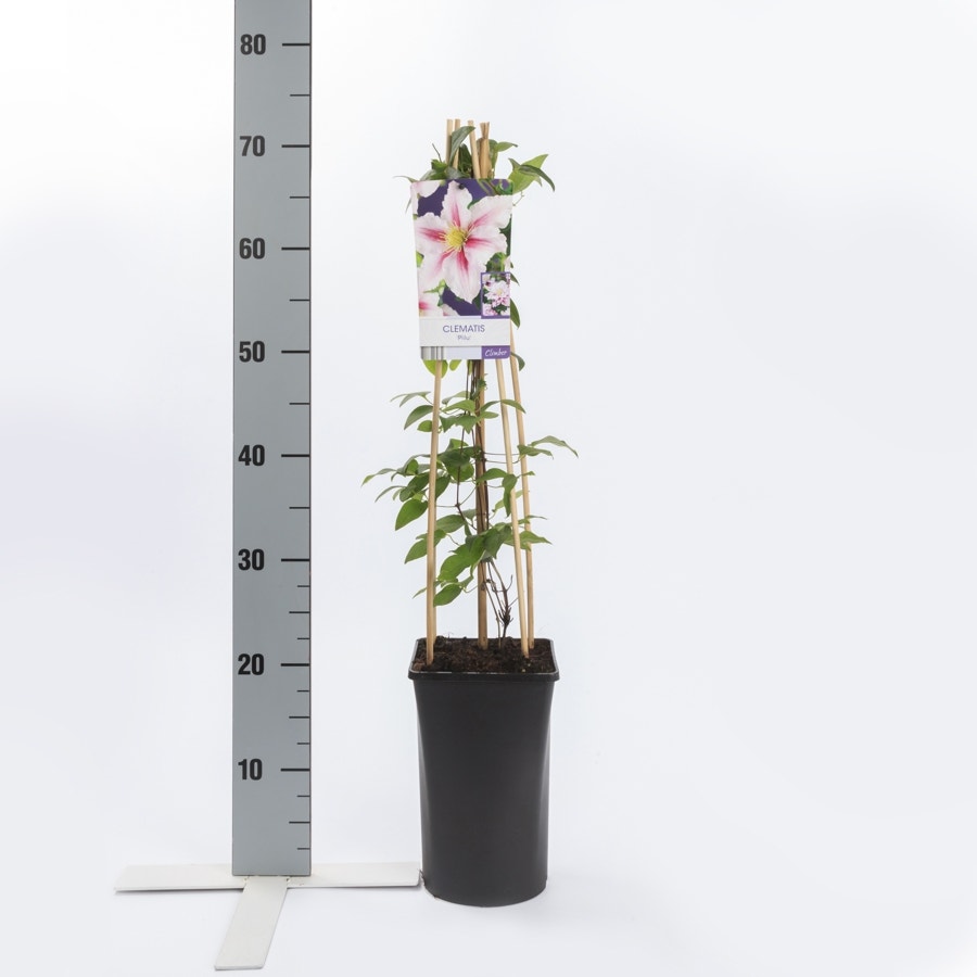  Bosrank (Clematis 'Piilu')