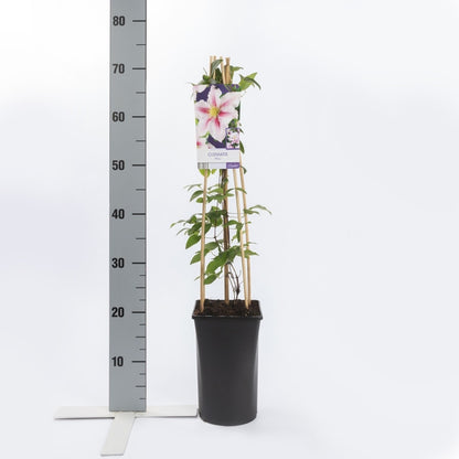  Bosrank (Clematis 'Piilu')