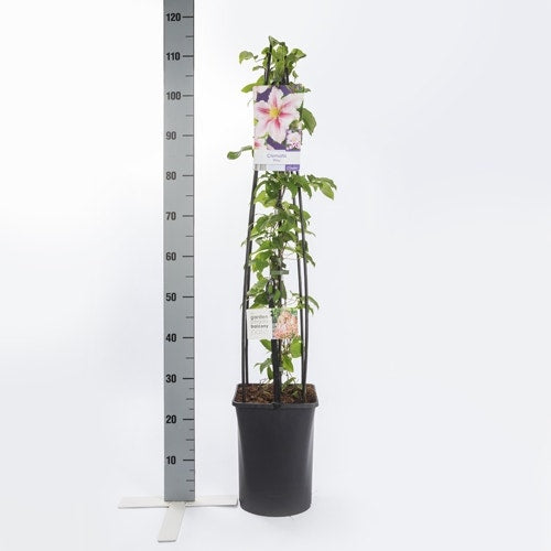  Bosrank (Clematis 'Piilu')