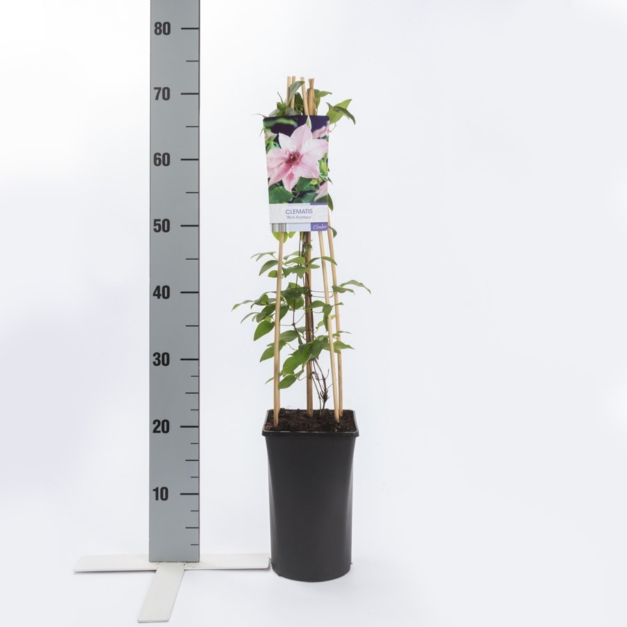  Bosrank (Clematis 'Pink Fantasy')