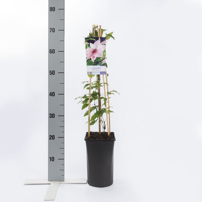  Bosrank (Clematis 'Pink Fantasy')