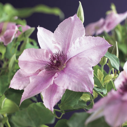  Bosrank (Clematis 'Pink Fantasy')