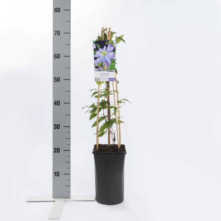  Bosrank (Clematis 'Prince Charles')