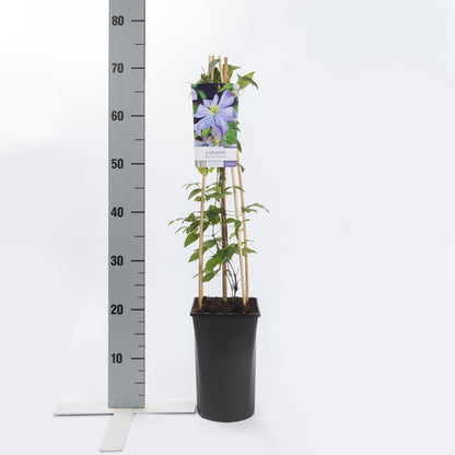  Bosrank (Clematis 'Prince Charles')