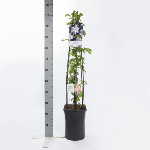  Bosrank (Clematis 'Prince Charles')