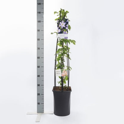  Bosrank (Clematis 'Prince Charles')