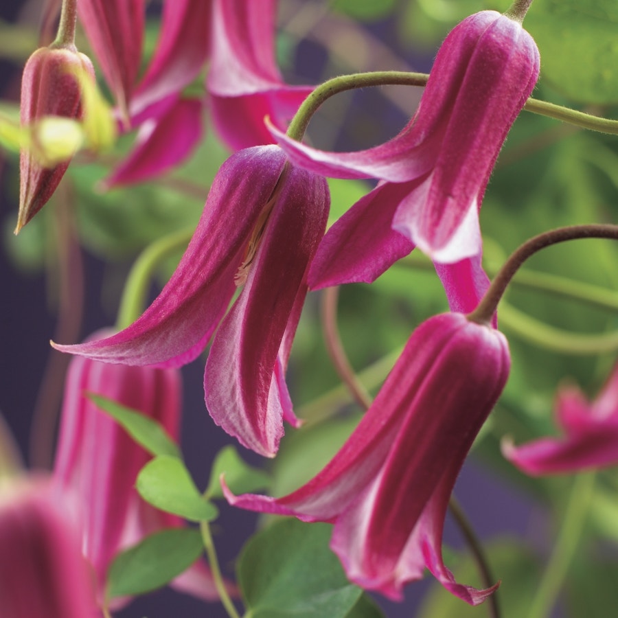  Bosrank (Clematis 'Princess Diana')