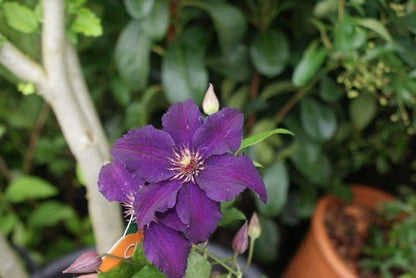  Bosrank (Clematis 'Rasputin')