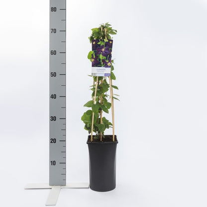  Bosrank (Clematis ´Romantika´)