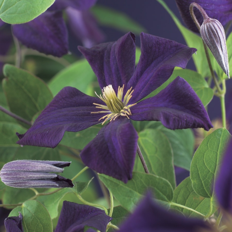  Bosrank (Clematis ´Romantika´)