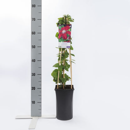  Bosrank (Clematis 'Rouge Cardinal')