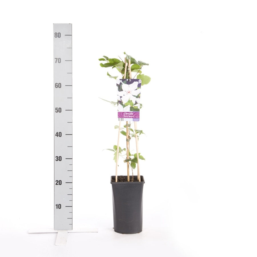  Bosrank (Clematis 'Snow Queen')