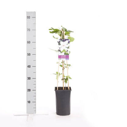  Bosrank (Clematis 'Snow Queen')