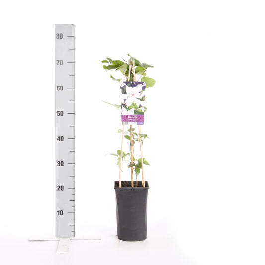  Bosrank (Clematis 'Snow Queen')