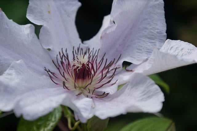  Bosrank (Clematis 'Snow Queen')