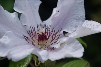  Bosrank (Clematis 'Snow Queen')