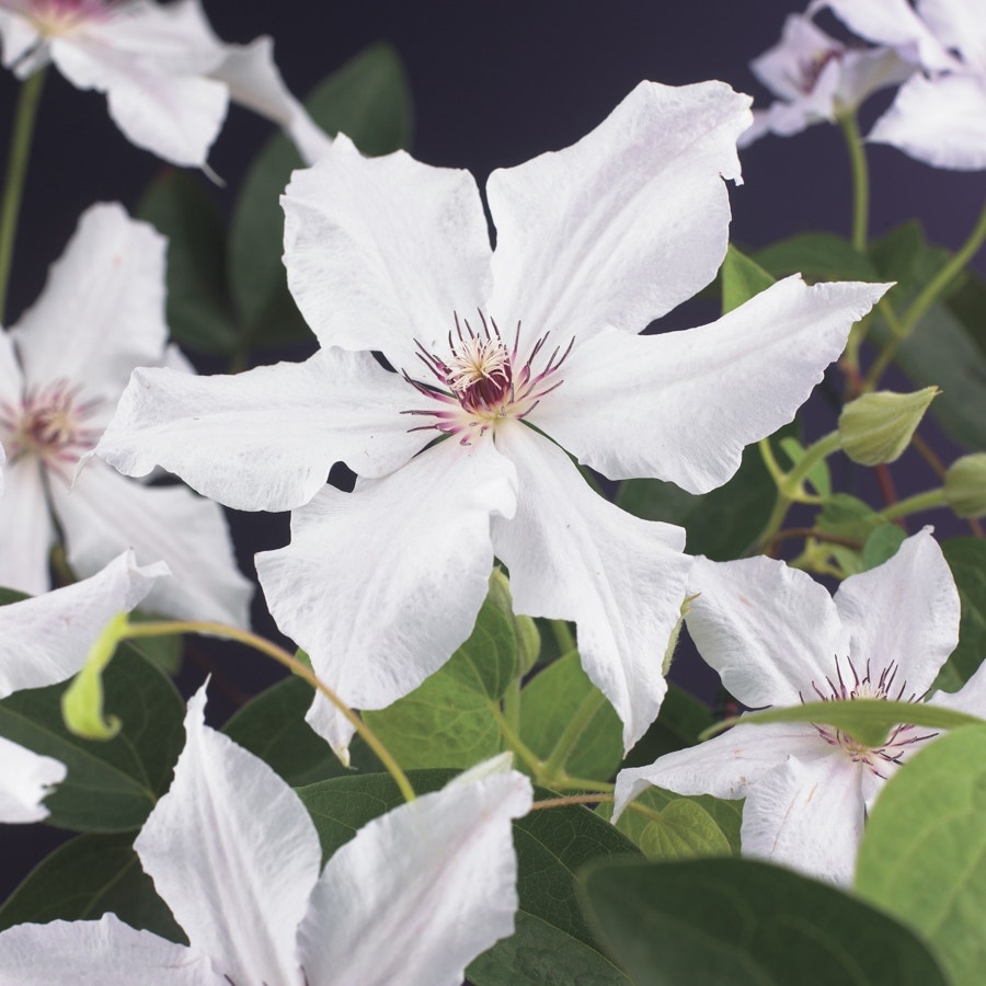  Bosrank (Clematis 'Snow Queen')